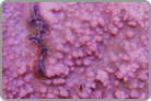 Bright Orange Encrusting sass-ofrass. Fiji Collected